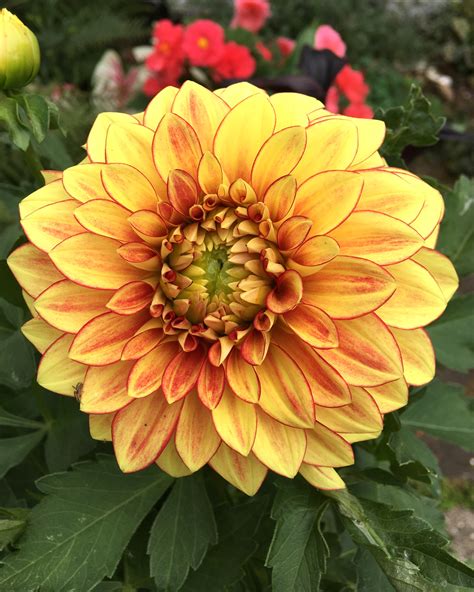 How to Care for and Maintain Your Dazzling Magic Dahlia Plant